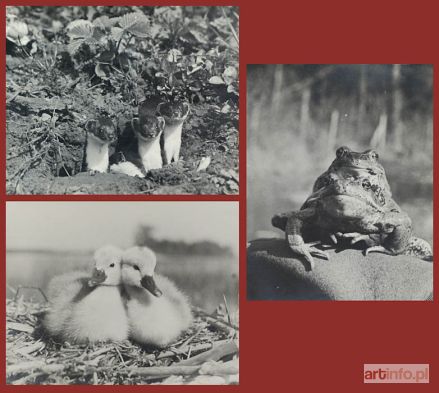 PUCHALSKI Włodzimierz | Zestaw 3 fotografii