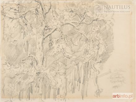 MATEJKO Jan | Studium sosen z Racławic Kościuszki, 1887