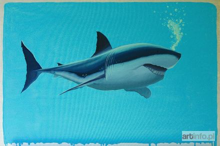 CAMPIO  | Shark, 2016